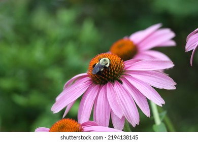 Bee On Purple Cone Flower