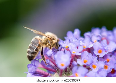 Bee On Purple Flower