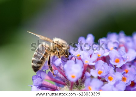 Bee on purple Flower