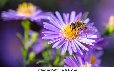 Bee on a purple flower. Close-up - Powered by Shutterstock