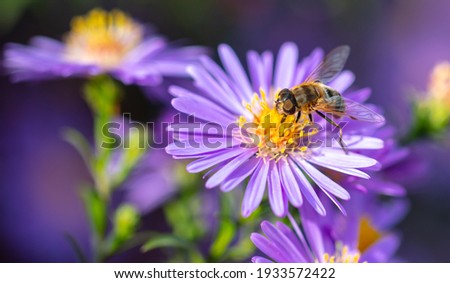Bee on a purple flower. Close-up