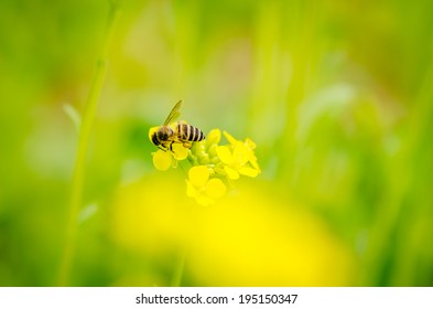 Bee On The Rapeseed Flower?as Backgroung.