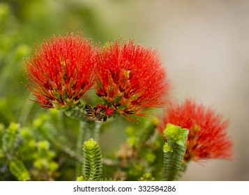 Bee On Red Australian Wild Flowers