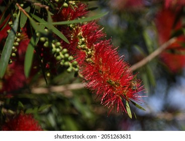 Bee On Red Bottle Brush Plant