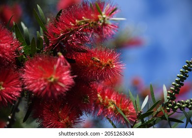 Bee On Red Bottle Brush Plant