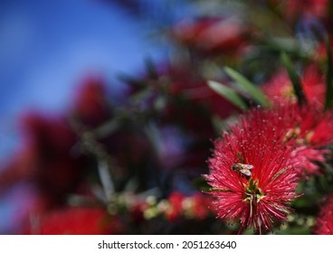 Bee On Red Bottle Brush Plant