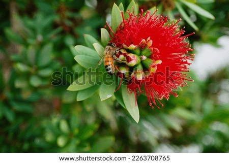 bee on Red Bottlebrush (Callistemon Citrinus) tree and flower in winter of Florida