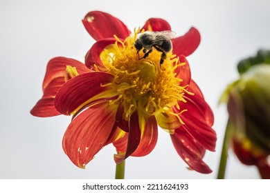 A Bee On Red Dahlia.