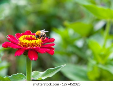 Bee On The Red Flower In The Green Garden