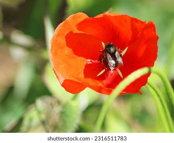 A bee on a red wild poppy flower. Insect pollinating flowers.