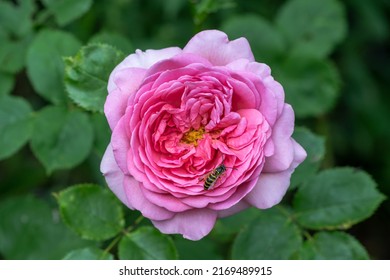 Bee On The Rose Princess Alexandra Of Kent