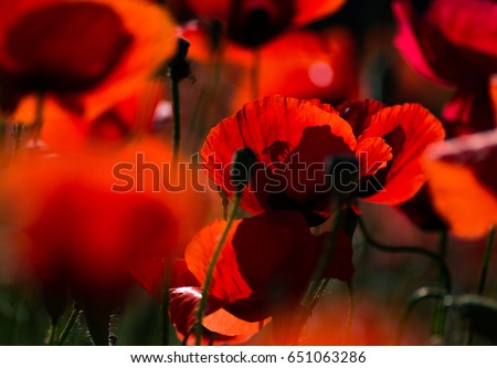 Similar – Image, Stock Photo poppies Colour photo