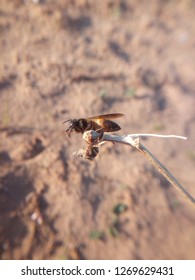 Bee on straw