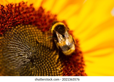 Bee On Sunflower, Pollen Count, Pollen