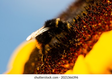 Bee On Sunflower, Pollen Count, Pollen