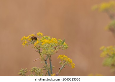 A Bee On A Sweet Fennel Flower