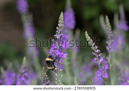 a bee on a toadflax or linaria