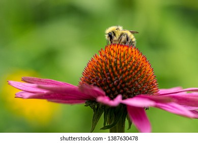 Bee On Top Of Echinacea Bloom