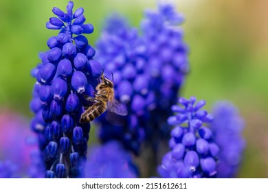 The Bee on the violet Flower in the green Garden - Shutterstock ID 2151612611