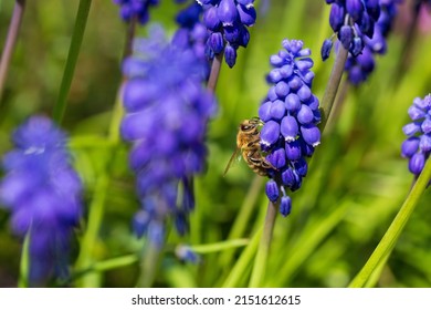 The Bee on the violet Flower in the green Garden - Shutterstock ID 2151612615