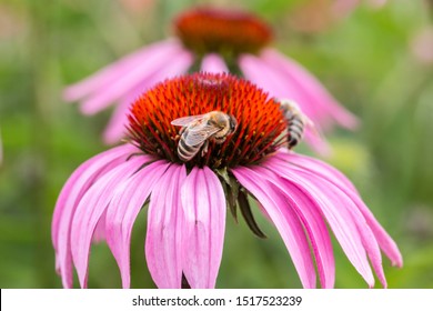 Bee On A Violet Flower In The Middle Of The Wildflower Meadow