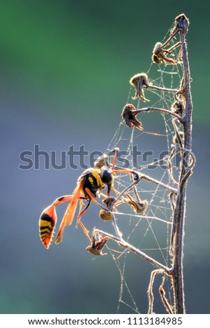 Similar – Image, Stock Photo earth bee Nature Plant