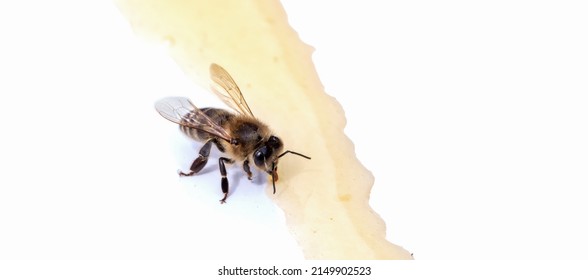 Bee On A White Background Consumes Honey. Photo Close-up