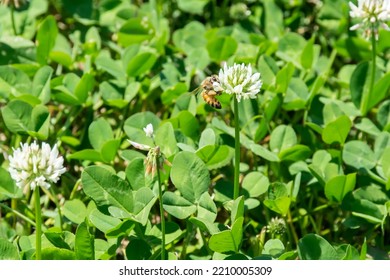 A Bee On The White Clover Flower.