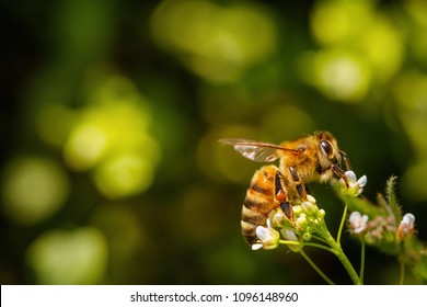 Bee On A White Flower Collecting Pollen And Gathering Nectar To Produce Honey In The Hive With Copy Space