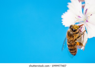 Bee On A White Flower Collecting Pollen And Nectar For The Hive On A Blue Background