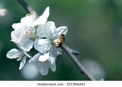 Apples And Bees Images Stock Photos Vectors Shutterstock