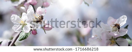 bee on a white flower on a tree.Bee picking pollen from apple flower.Bee on apple blossom.Honeybee collecting pollen at a pink flower blossom