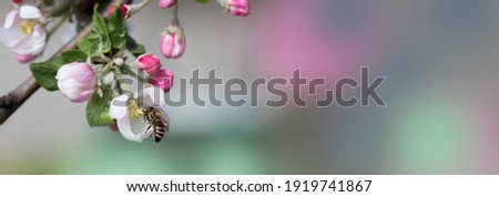 bee on a white flower on a tree. Bee picking pollen from apple flower.Bee on apple blossom.Honeybee collecting pollen at a  flower blossom