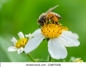 A bee on wild flower pollens with green background.