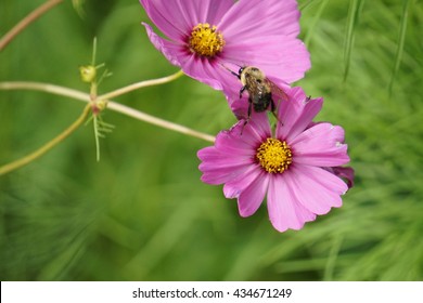 37,293 Wildflowers and bees Images, Stock Photos & Vectors | Shutterstock