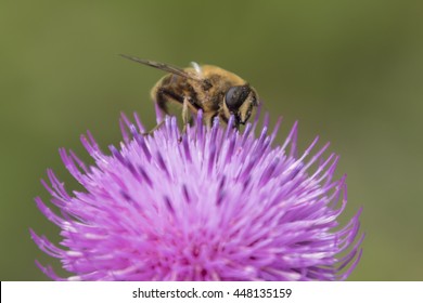 Bee On Wildflower
