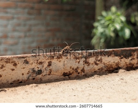 bee on the window rop.