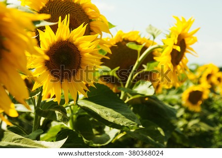 Bee on yellow beautiful sunflowers