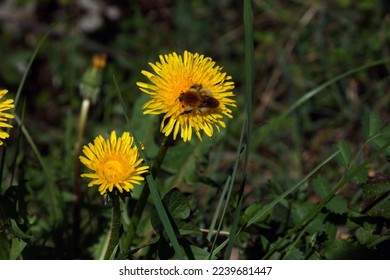 Bee on a yellow daisy - Shutterstock ID 2239681447