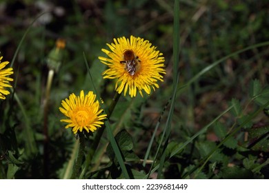 Bee on a yellow daisy - Shutterstock ID 2239681449