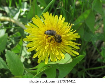 a bee on a yellow dandelion collects pollen on a sunny summer day