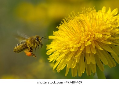 bee on yellow dandelion flower growing among green grass