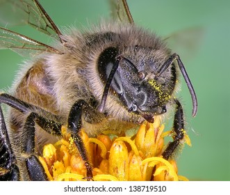 Bee On The Yellow Flower. Close Up.