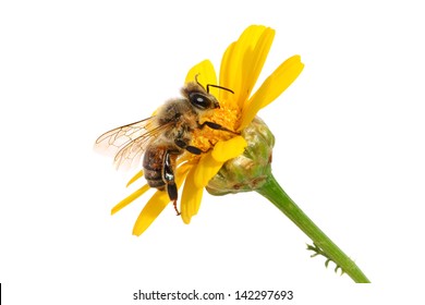 Bee On The Yellow Flower. Close Up. Isolated On White