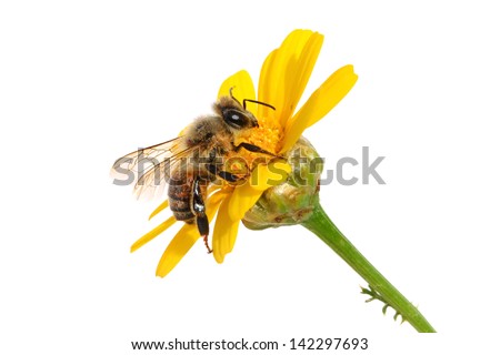 Bee on the yellow flower. Close up. Isolated on white