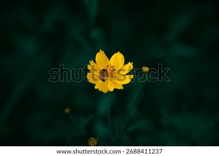 Bee on yellow flower in dark green.