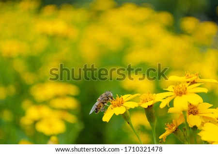 Bee on yellow flower and yellow field