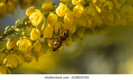 Bee on yellow flower. Mahonia European honey bee on japonica. Japanese mahonia. Apis mellifera.