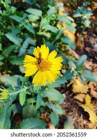 A Bee On Yellow Flower In Open Field Spring Revival Gorgeous Flower And Fragrance Pleasent Excitement Peace Quite