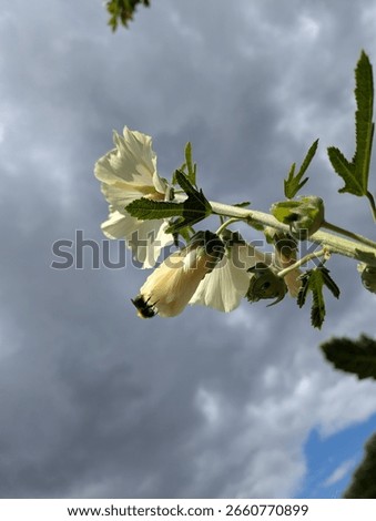 Bee on yellow glower clouds in background 
